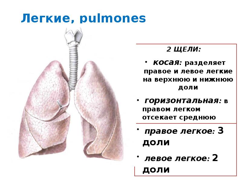 Девичья плевра фото