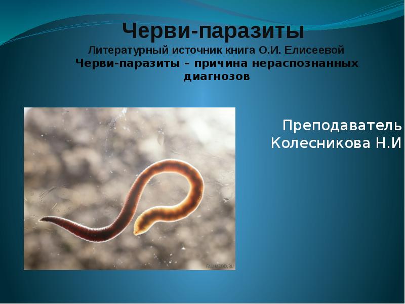 В какой среде обитает червь паразит. Паразитические круглые черви. Круглые черви паразиты человека. Плоские черви паразиты человека.