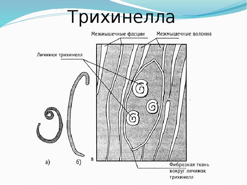 Рисунки паразитических червей