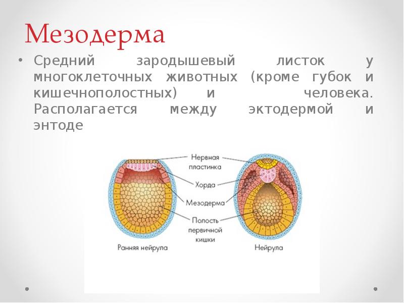 Из мезодермы развиваются ответ