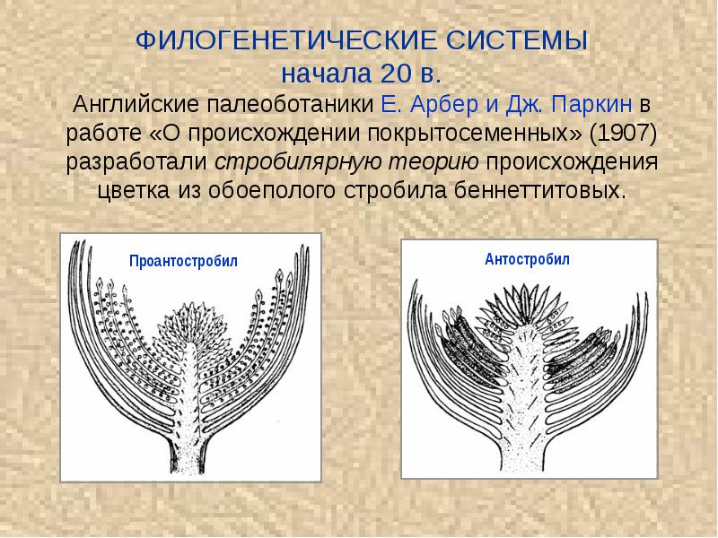 Системы начнется в. Стробилы беннеттитовых. Филогенетические системы цветковых растений. Стробилярная теория происхождения цветка. Псевдантовая теория происхождения цветка.