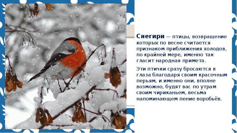 Проект наблюдение за птицами Снегирь. По весне кого считают. Как птицы чуют приближение холодов.