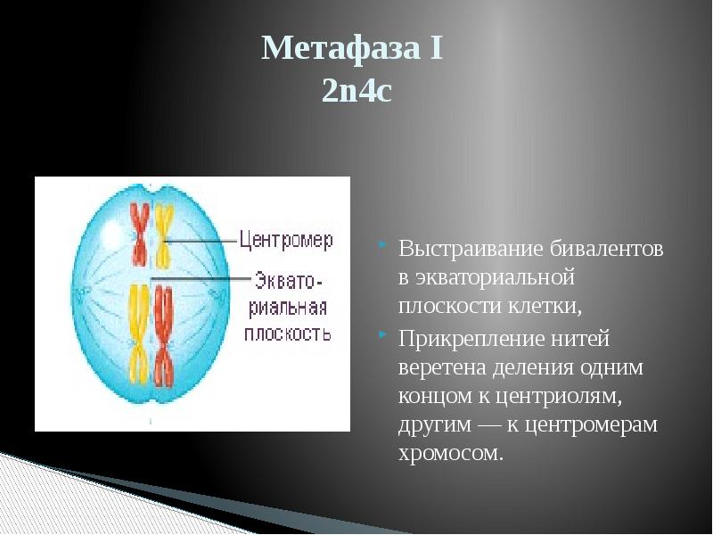 Метафаза 2 мейоза 2 картинка