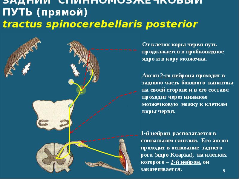 ЗАДНИЙ СПИННОМОЗЖЕЧКОВЫЙ ПУТЬ (прямой) tractus spinocerebellaris posterior