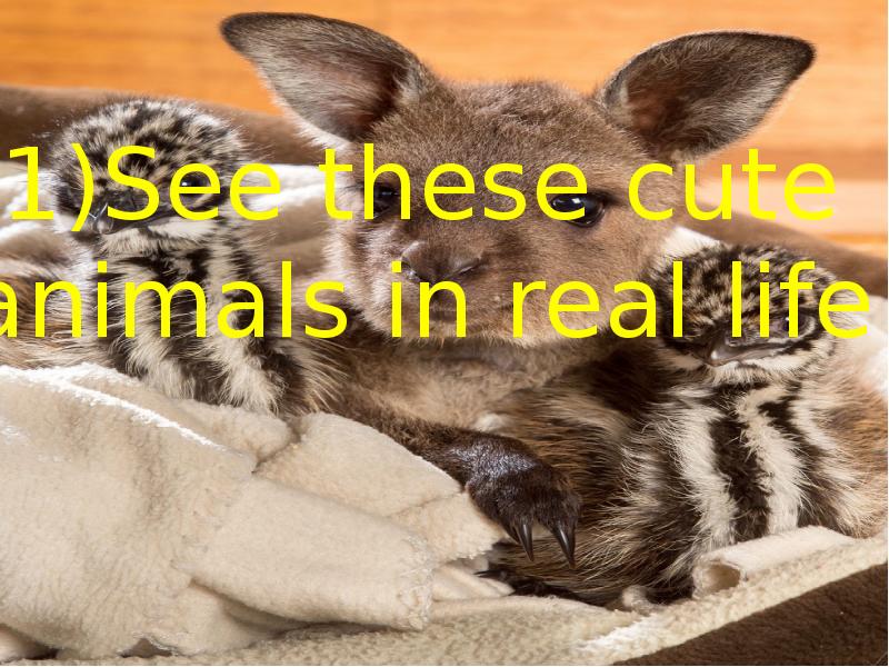 1)See these cute animals in real life 1)See these cute animals in real life