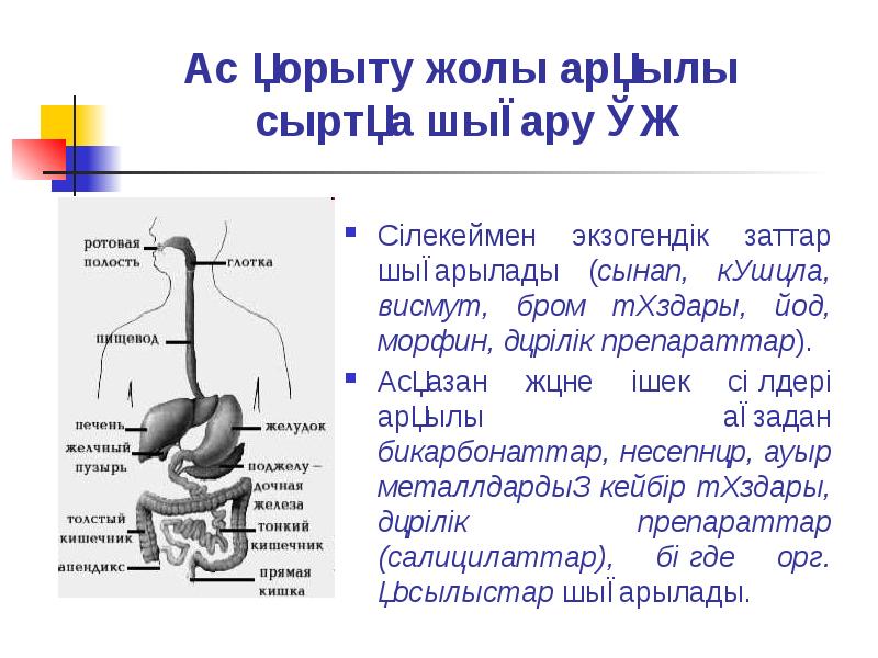 Ас қорыту физиологиясы презентация