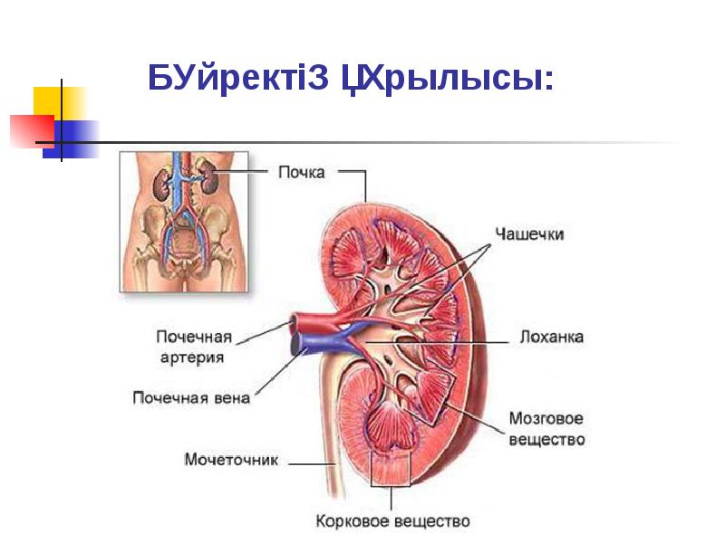 Несеп шығару жүйесі презентация