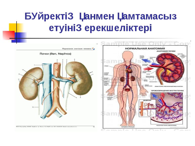 Зәр шығару жүйесі анатомиясы презентация