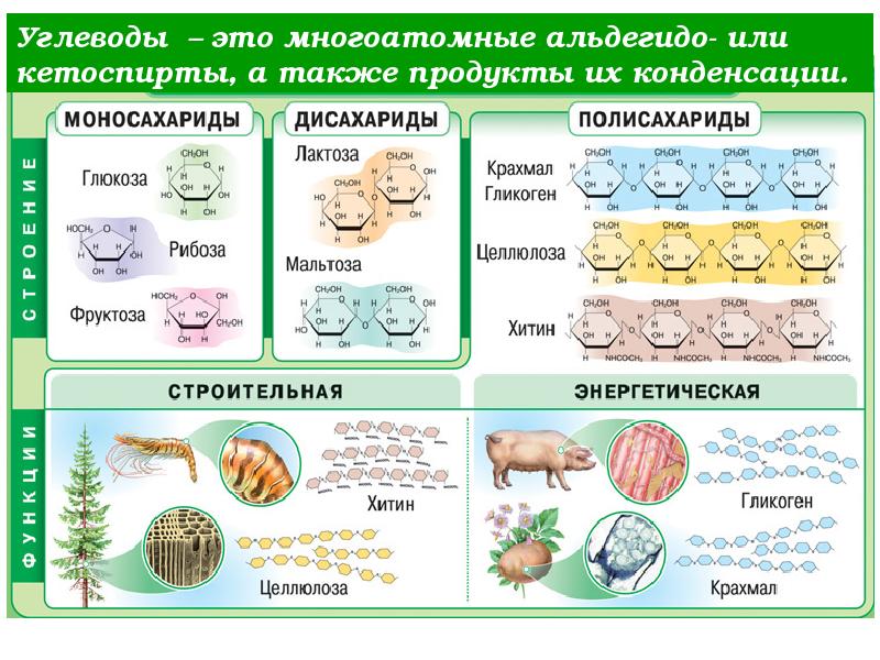 Проект на тему углеводы