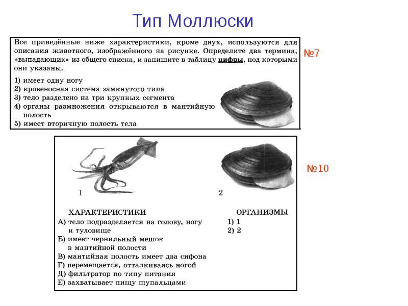 Моллюски огэ презентация