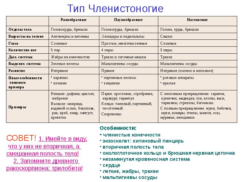 Тип членистоногие презентация егэ биология