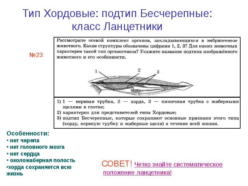 Тип хордовые 7 класс презентация общая характеристика