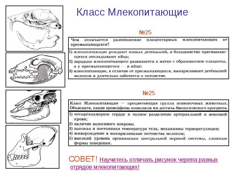 Презентация млекопитающие егэ