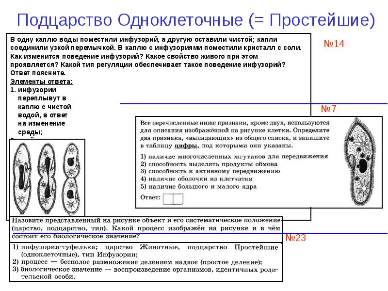 На рисунке изображен процесс деления клетки какое общее свойство живых