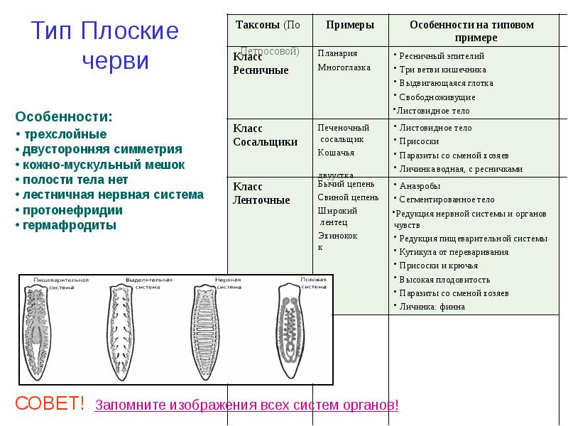 Черви подготовка к егэ презентация