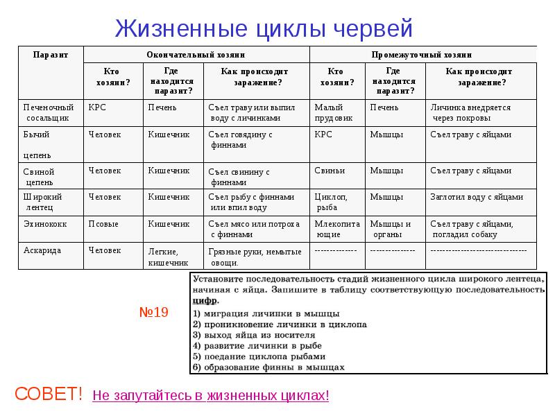 Черви подготовка к егэ презентация