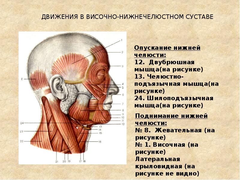 Благодаря мышцам обеспечивается. Благодаря мышцам обеспечивается. Отсутствие движений одного глазного яблока называется:. Сократимость мышц. Показатели сократимости мышц.