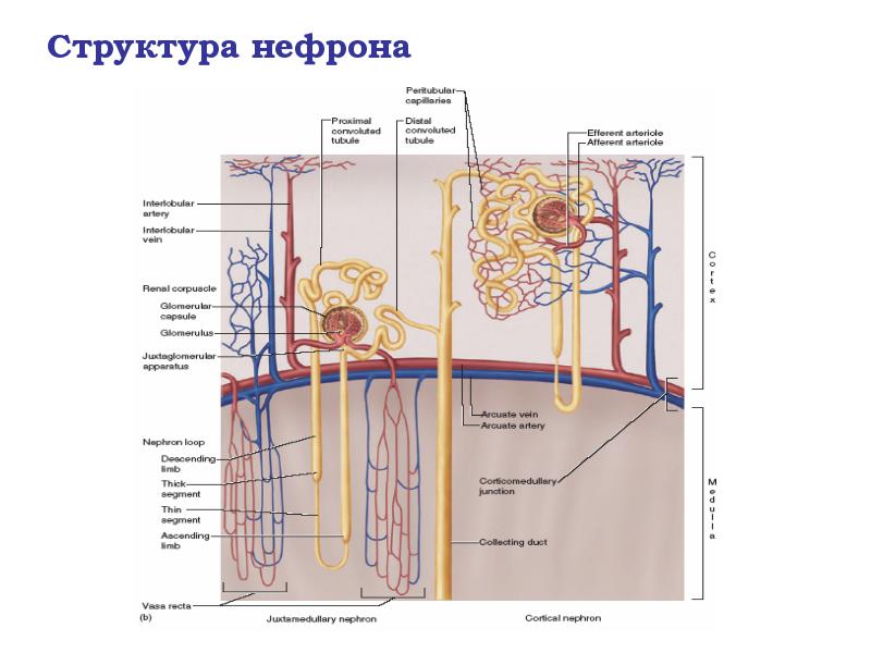 Структура нефрона