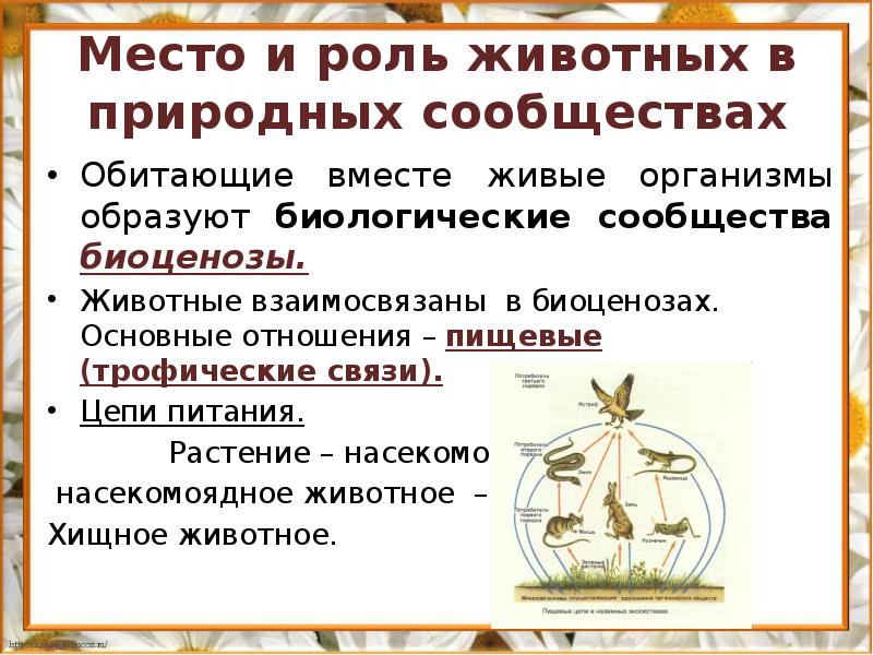 Презентация роль животных в природных сообществах