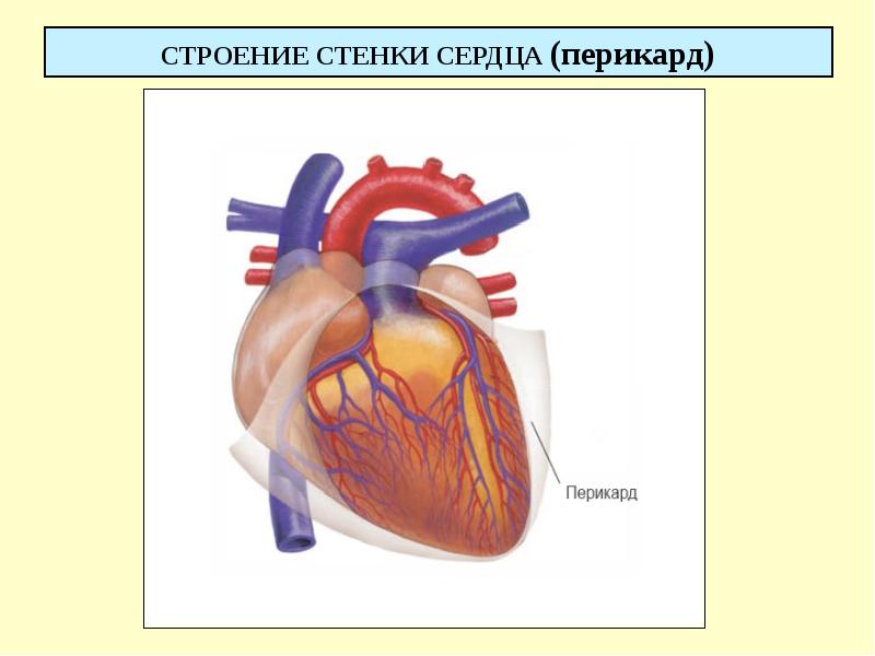 Строение стенки сердца презентация