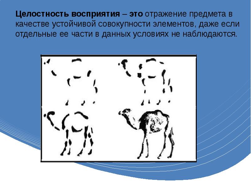 Основы восприятия. Целостность восприятия физиологическая основа. Восприятия физиологическая основа картины. Особенность восприятия у собак и человека. Точечное восприятие у животных.