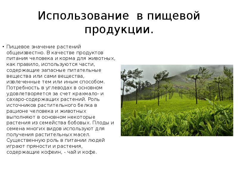 Роль растений в природе сообщение. Роль растений в питании человека. Значение пищевых растений. Какова роль растений и животных в жизни человека. Еда роль растений.