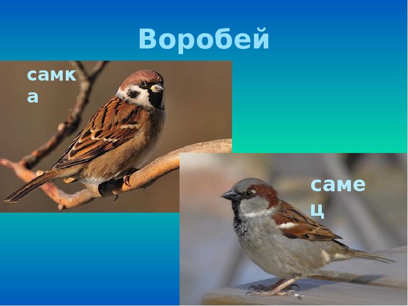 Домовой воробей самка и самец. Домовый воробей самец и самка. Полевой воробей самка и самец. Отличие самок и самцов воробьев. Домовый воробей самец и самка отличия.
