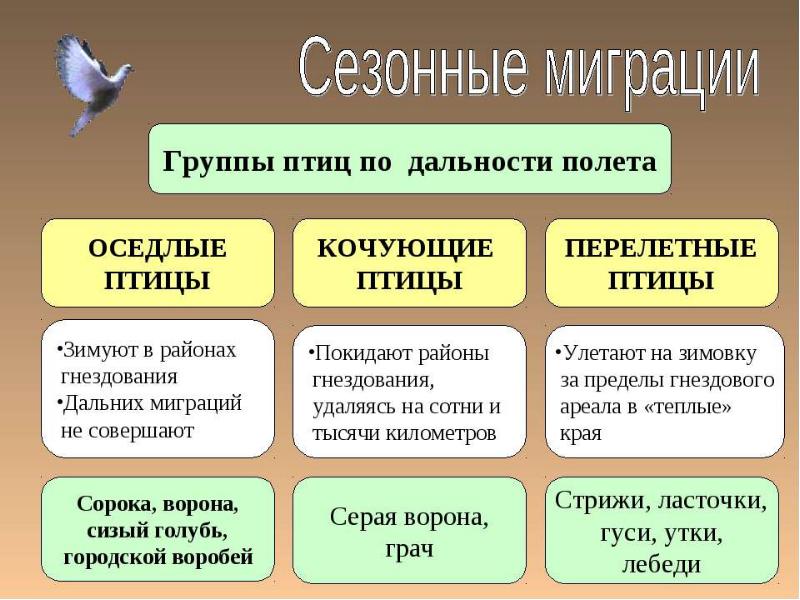 Презентация кочующие птицы