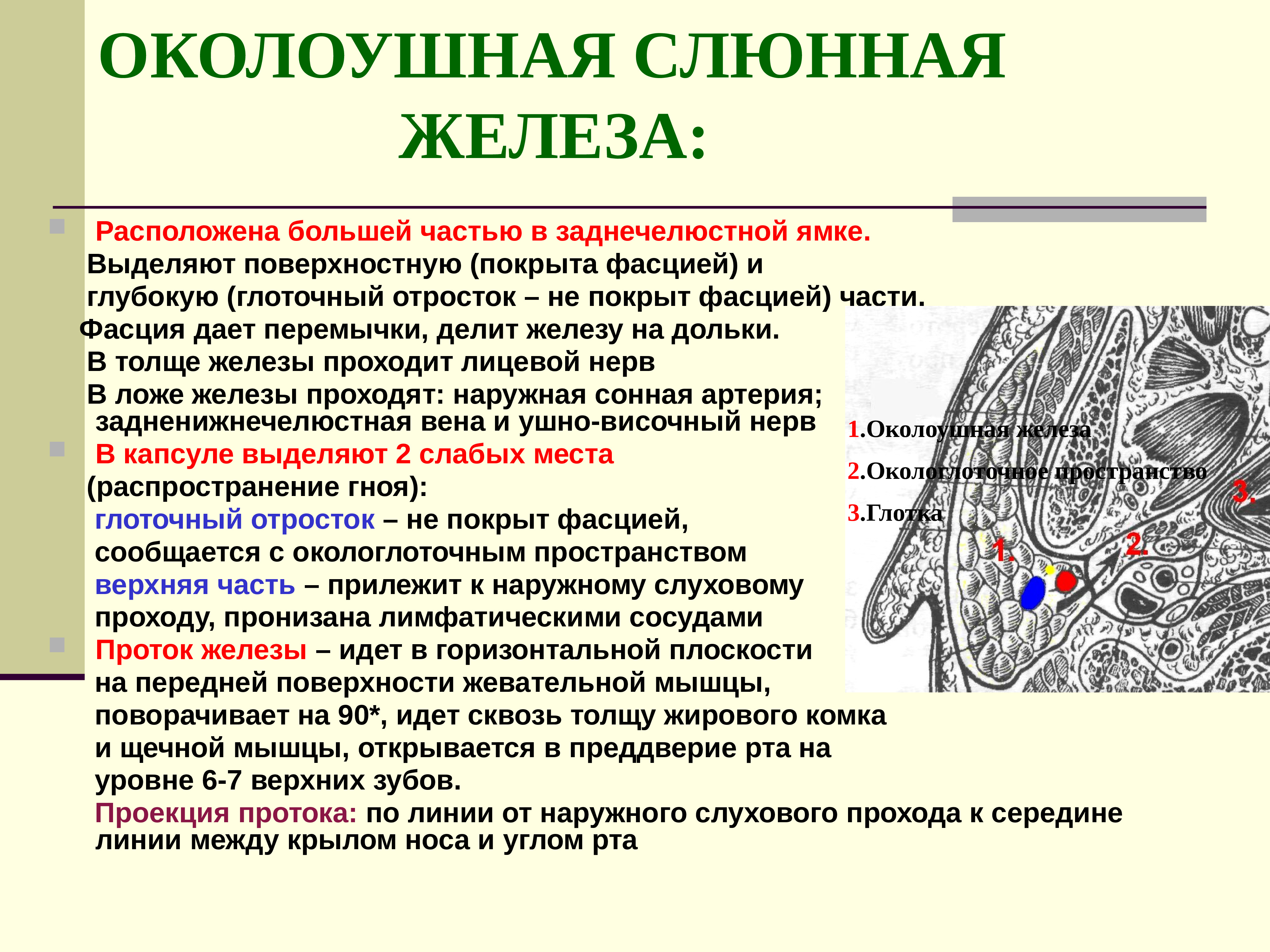Околоушная железа является железой. Околоушная слюнная железа топографическая анатомия. Околоушная слюнная железа анатомия топография. Околоушная слюнная железа по строению является. Топография околоушной слюнной железы.