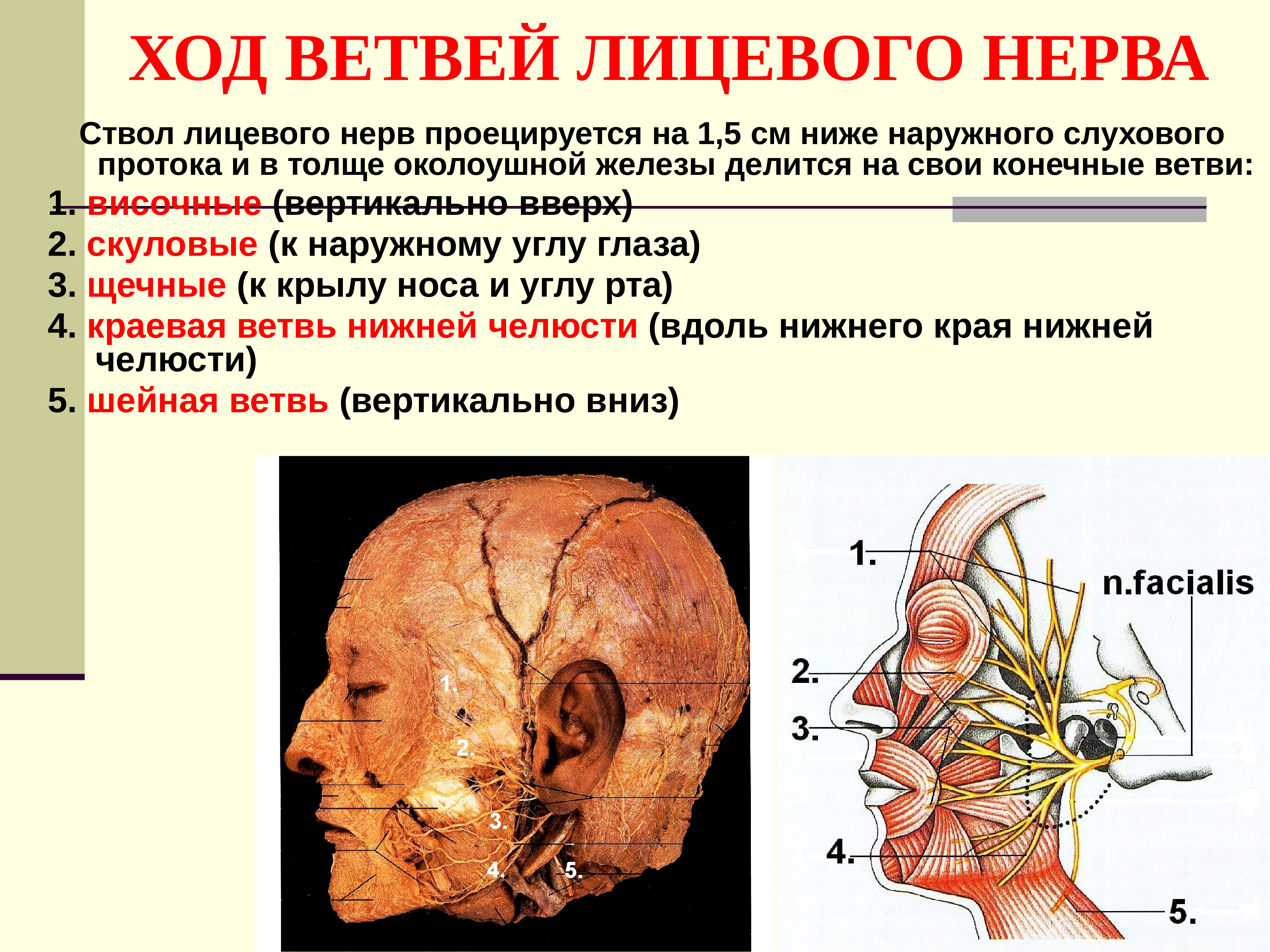Промежуточный черепной нерв. Ветви лицевого нерва схема 5 ветвей. Скуловая ветвь лицевого нерва. Лицевой нерв ствол топографическая анатомия. Ход лицевого нерва топографическая анатомия.