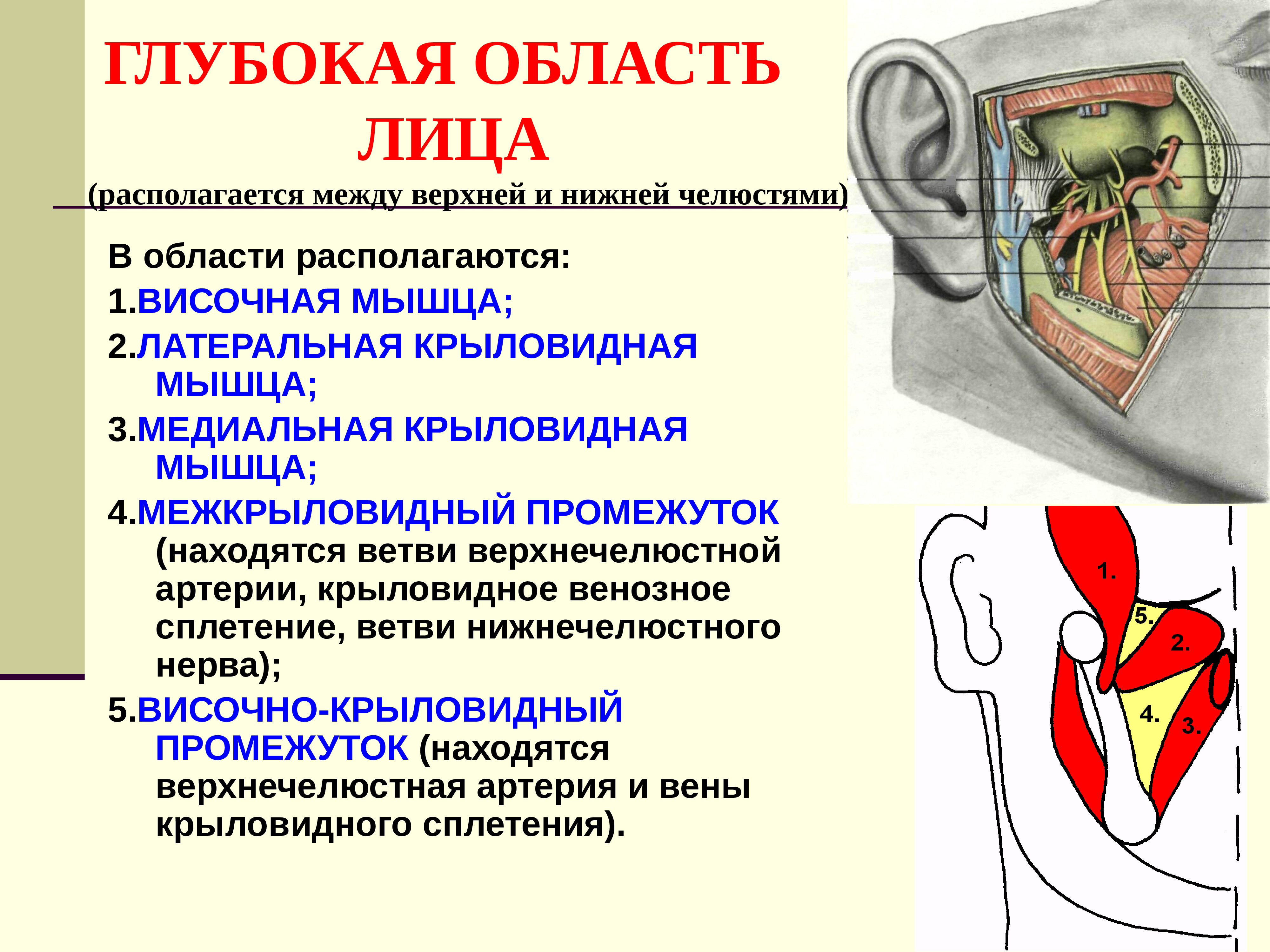 Располагающаяся между. Глубокая область лица топографическая анатомия. Глубокий отдел лица топографическая анатомия. Топография анатомия глубокий области лица. Глубокая боковая область лица.