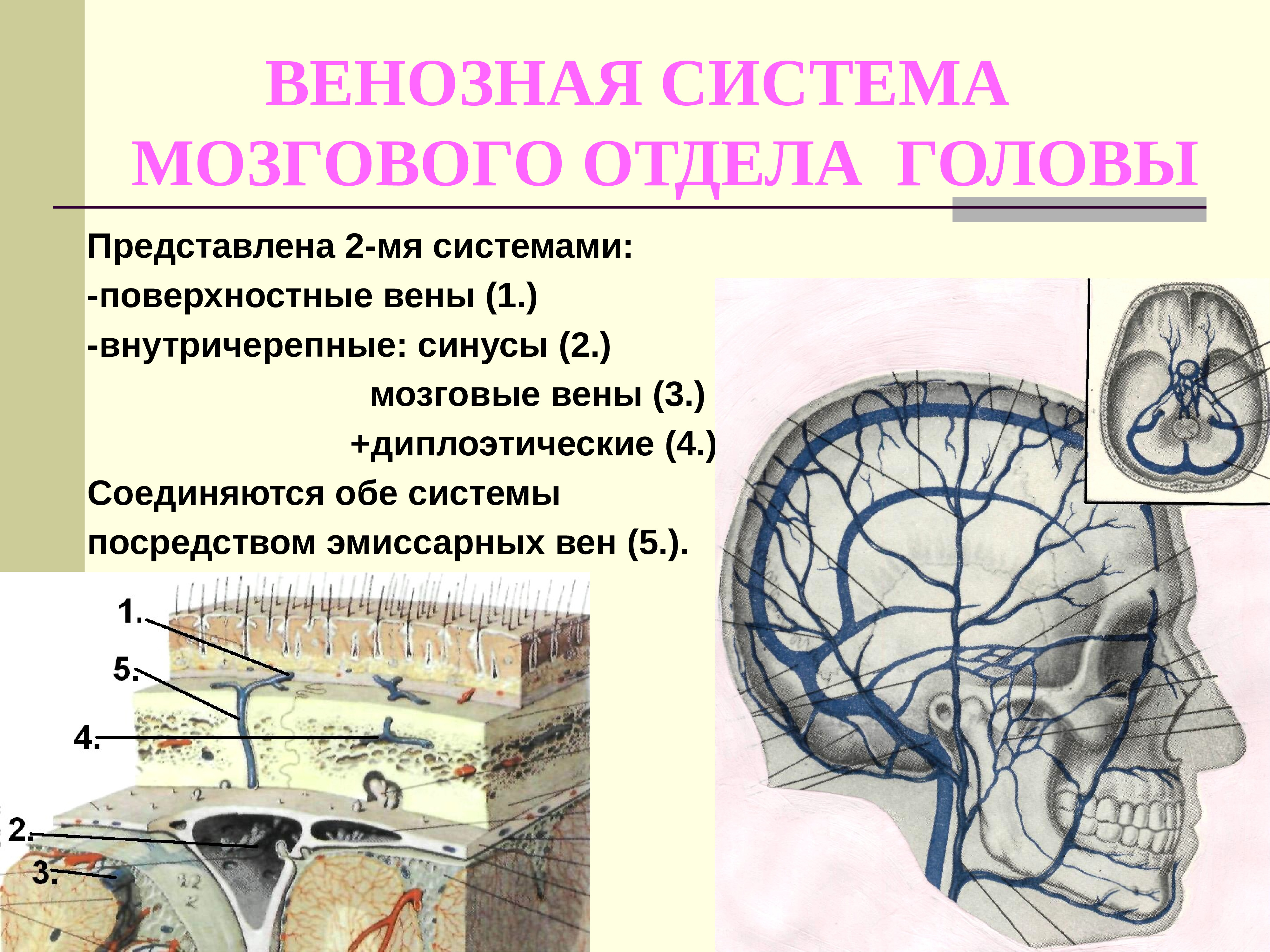 Свод головного мозга. Диплоические и эмиссарные вены головы. Венозная система мозгового отдела головы. Вены головного мозга эмиссарные анатомия. Иннервация мозгового отдела головы.