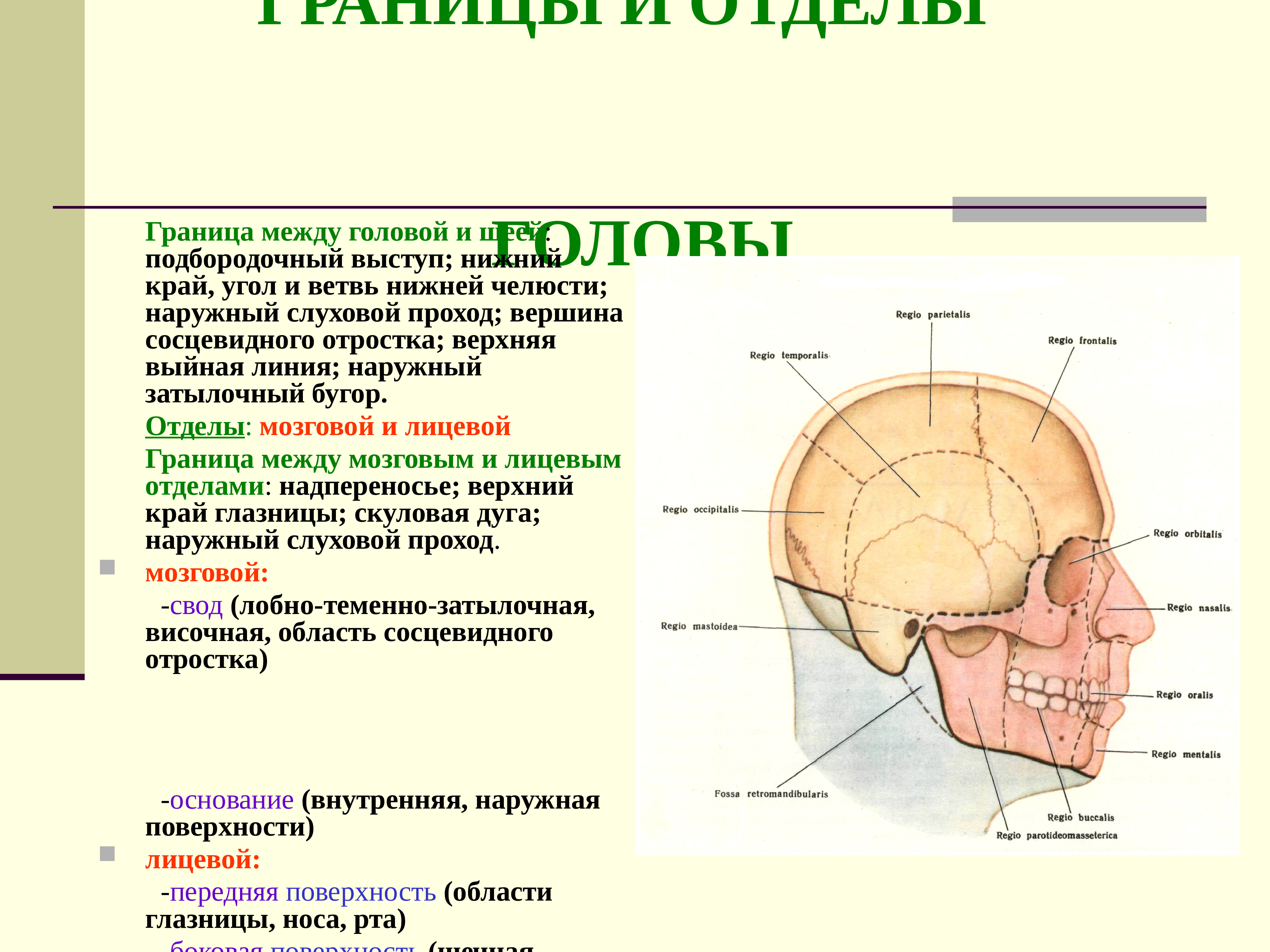 Отдел затылок. Топографическая анатомия боковой области лица: границы, отделы.. Мозговой отдел головы топографическая анатомия. Сосцевидный отросток верхняя выйная линия топографическая анатомия. Граница между мозговым и лицевым отделом черепа.