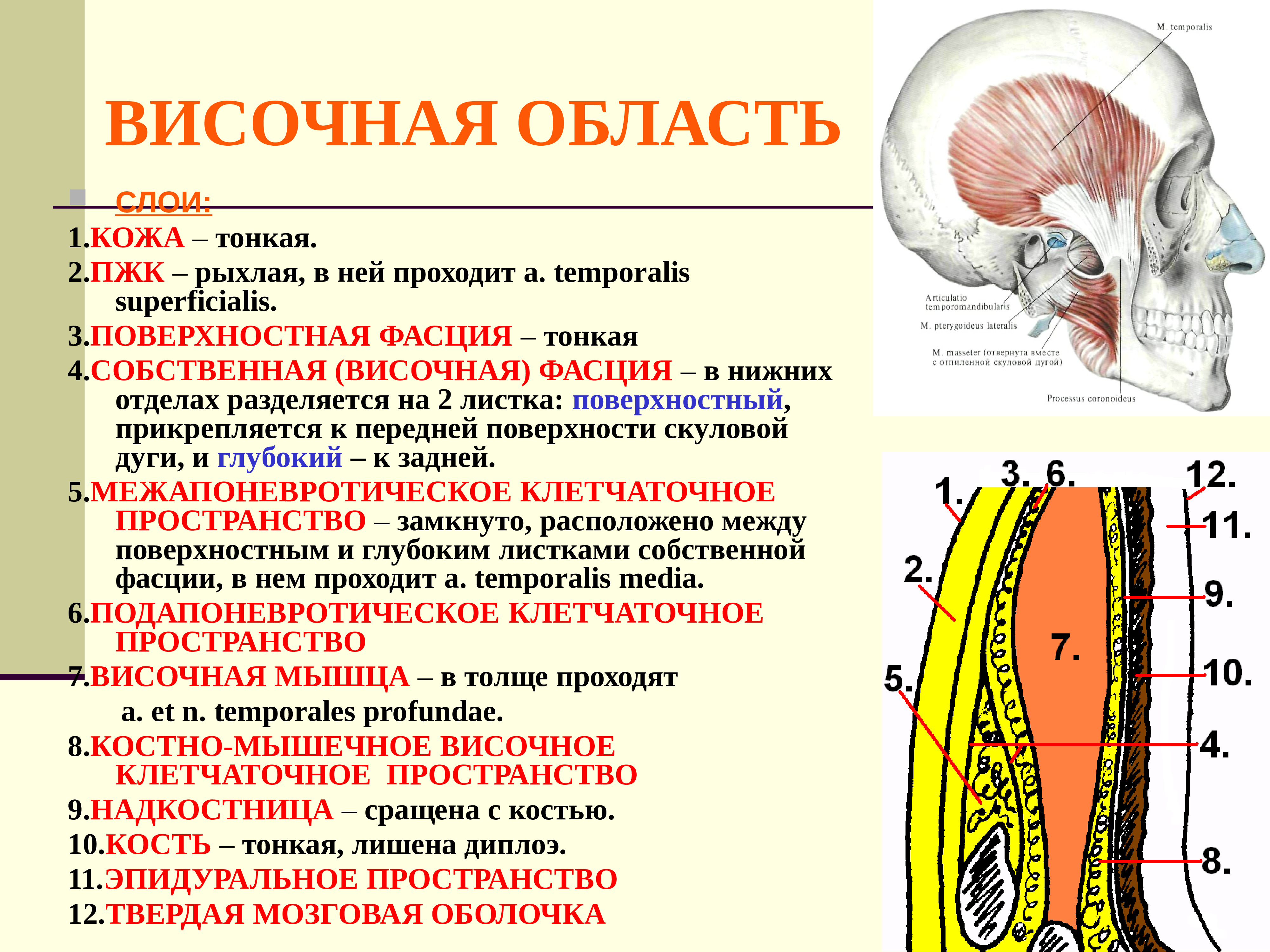 Пространства головы. Топография височной фасции. Клетчаточное пространство топографическая анатомия. Височная область головы топография. Слои височной области.