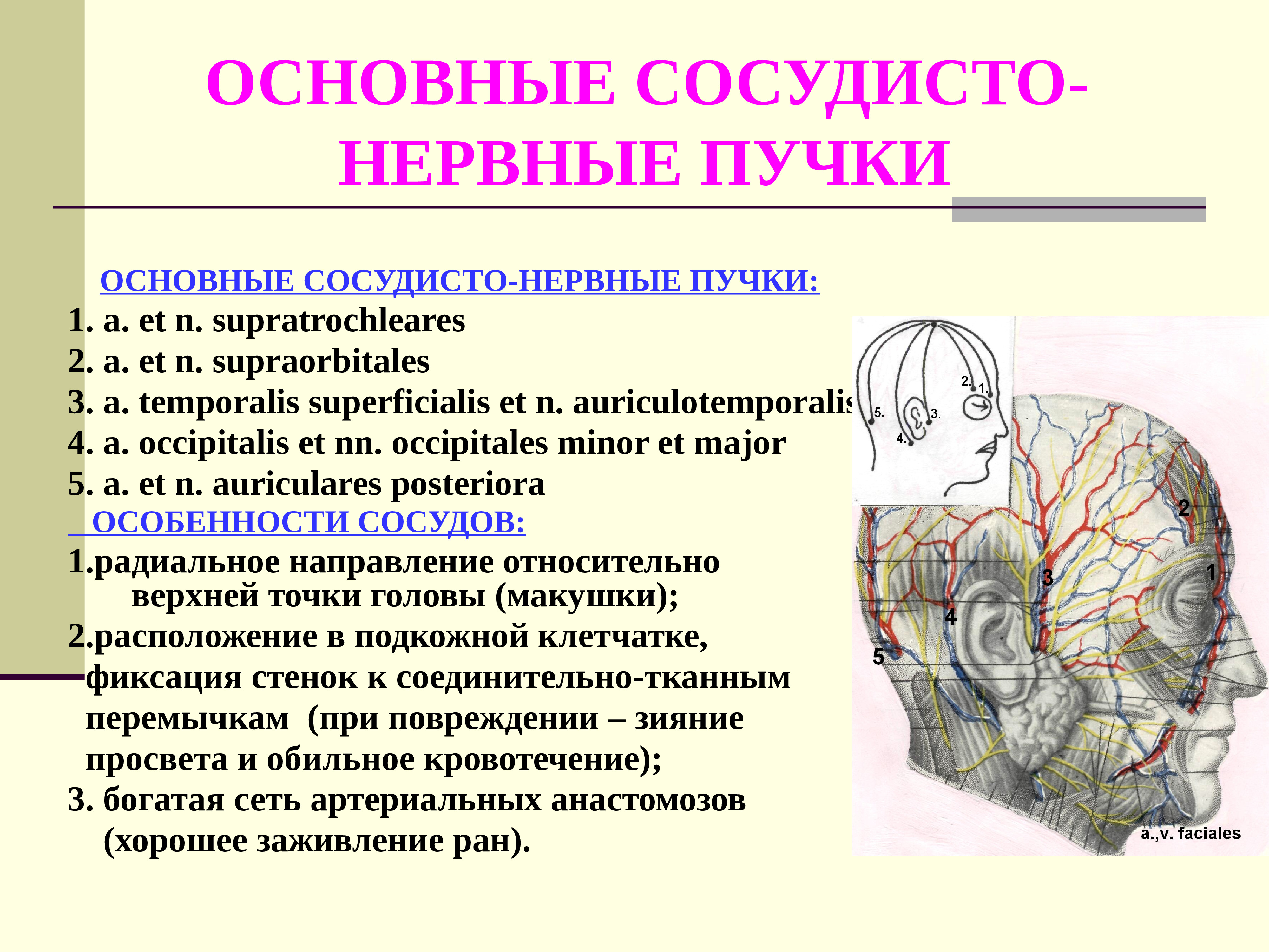 Сосудистый пучок. Сосудисто нервный пучок шеи. Сосудисто нервный пучок анатомия. Топография основного сосудисто-нервного пучка шеи схема. Сосудисто нервный пучок шеи топография.