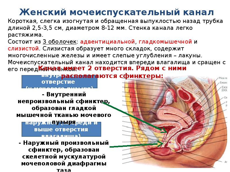 Наблюдение за обильное мочеиспускание приносит много удовольствия и сильно возбуждает