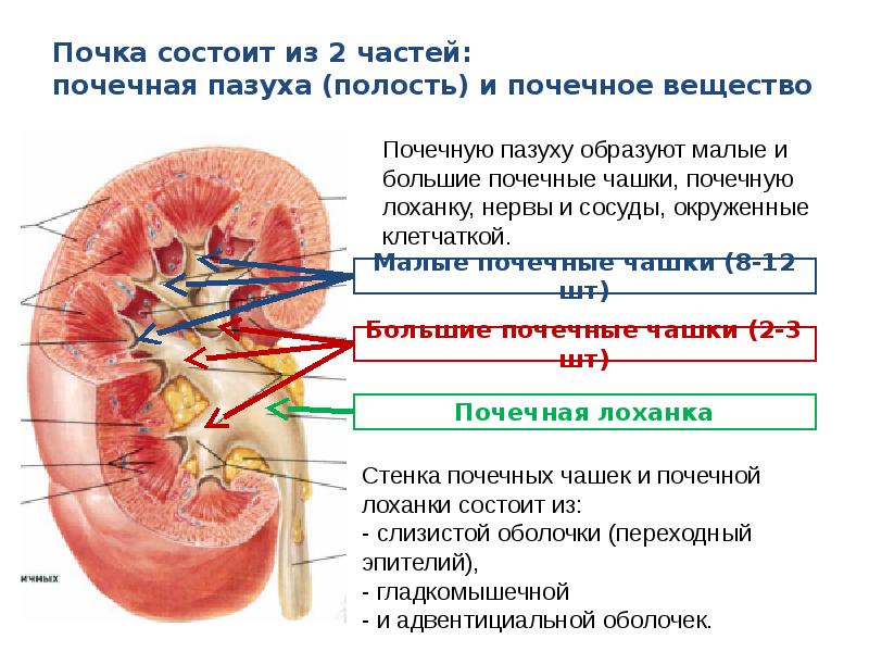 Почечная лоханка картинка