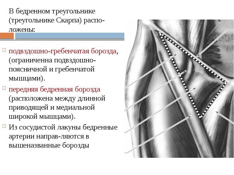 Стенки бедренного треугольника