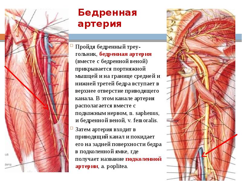 Артерия презентация