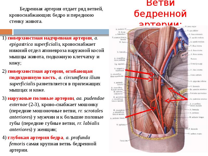 Презентация артерии и вены верхней конечности