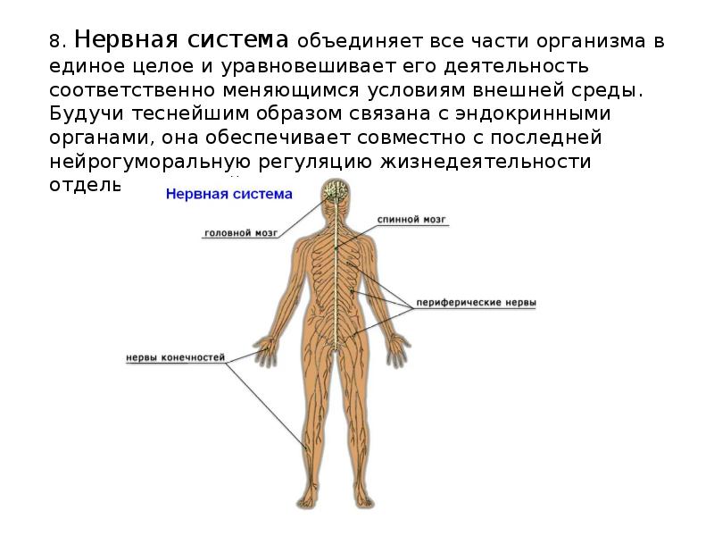 Общий план строения организма человека