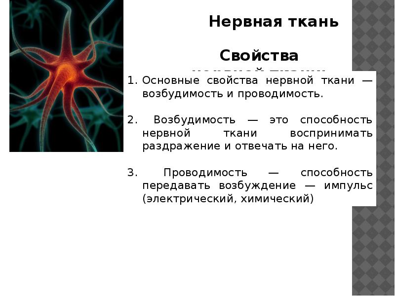 Возбудимость ткань свойства. Проводимость нервной ткани. Возбудимость нервной ткани. Нервная ткань способна.