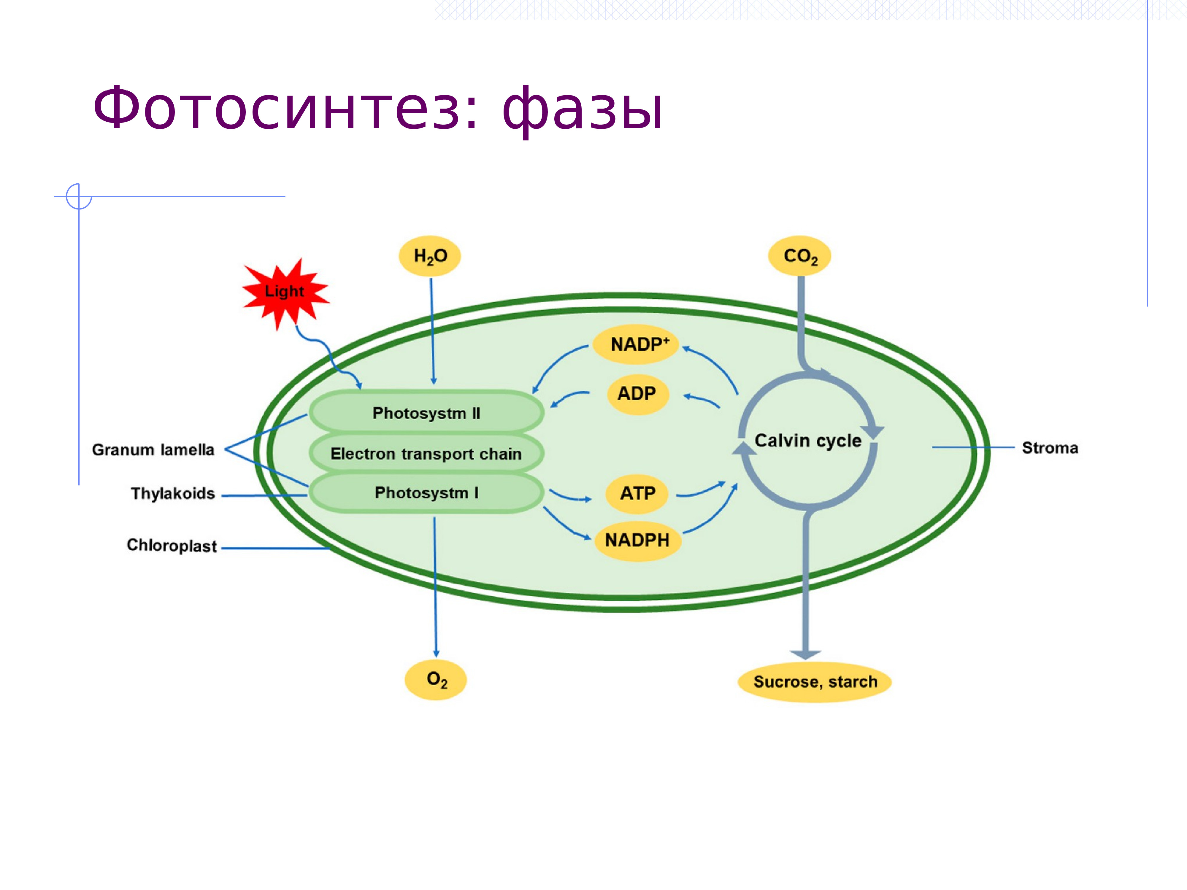 Структура схема фотосинтеза
