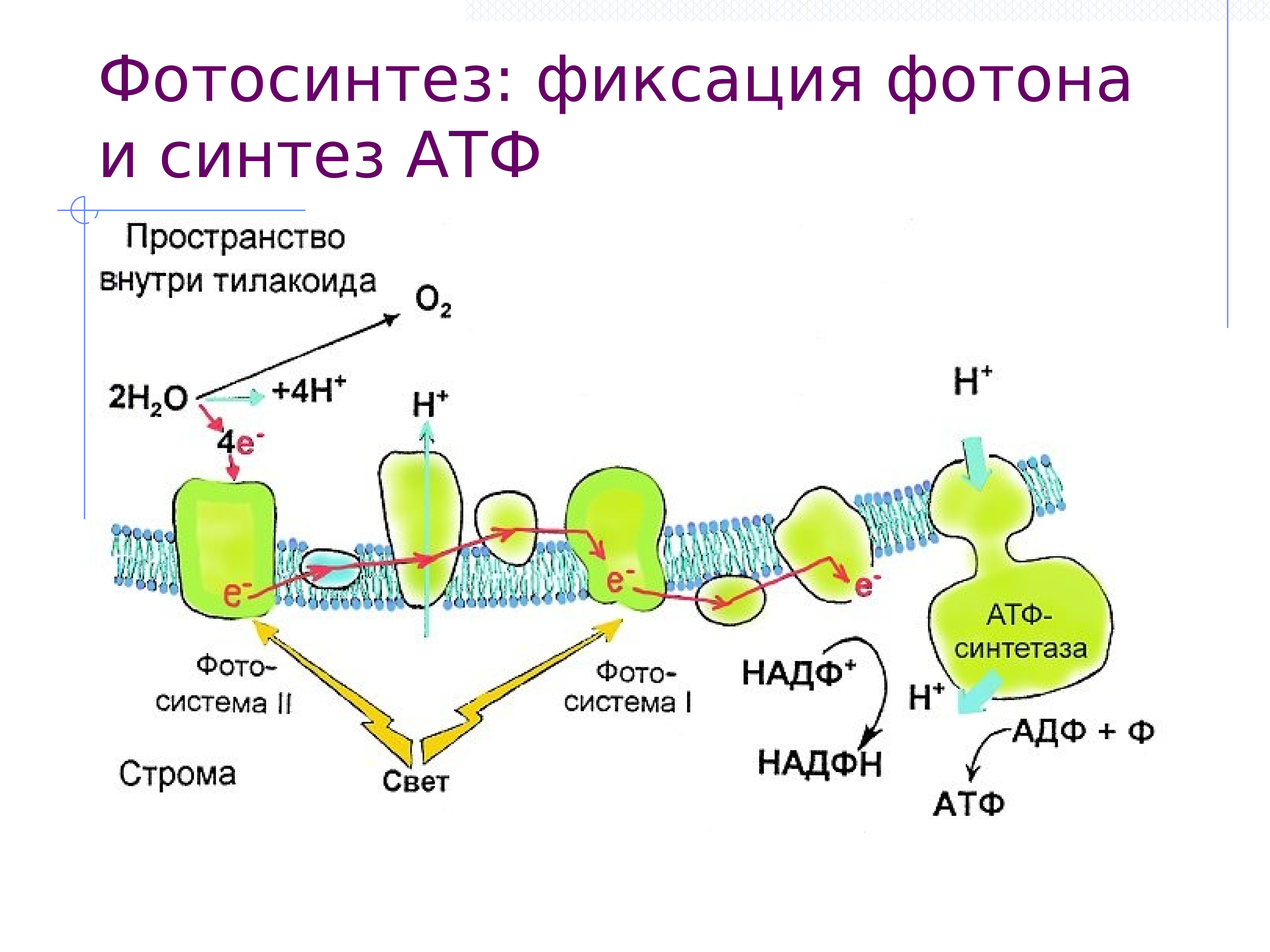 Фотосистема 1 фотолиз. АТФ синтетаза фотосинтез. Схема фотолиза воды при фотосинтезе. Фотосинтез схема на мембране. Фотолиз воды в хлоропласте происходит в