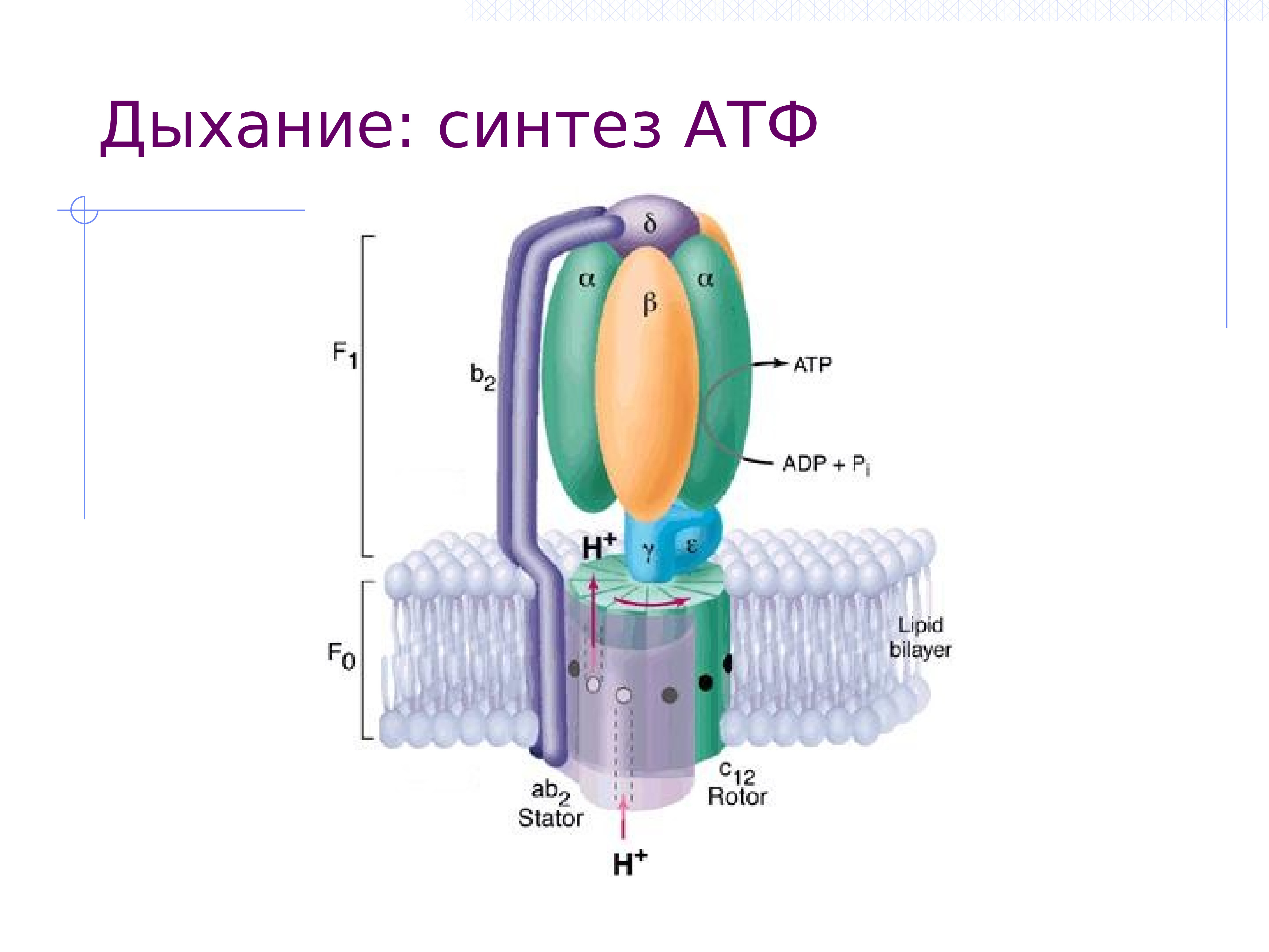 Синтез атф объект. Синтез АТФ В митохондриях схема. Синтез АТФ В митохондрии клетки схема. АТФ синтезируется в. Дыхание АТФ.