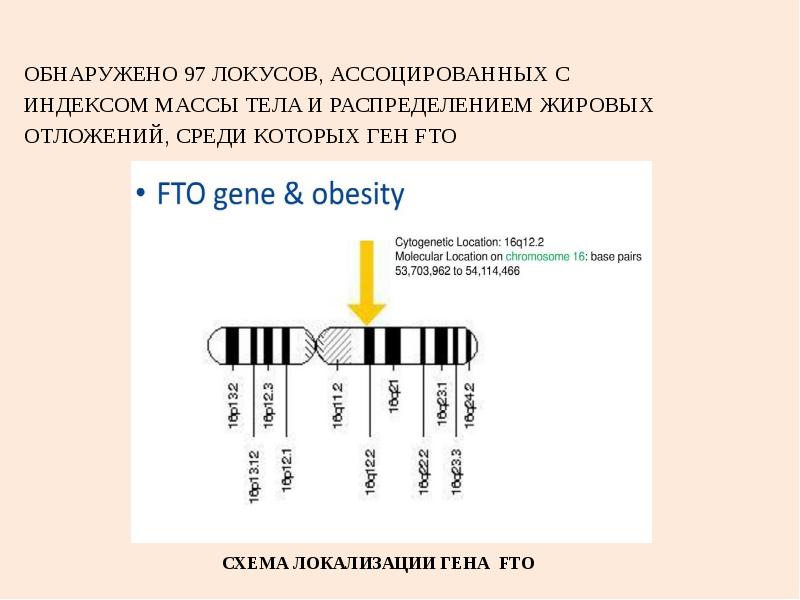 16 хромосома. Ген FTO. Ген FTO И ожирение. Ген FTO rs9939609. Белок FTO.