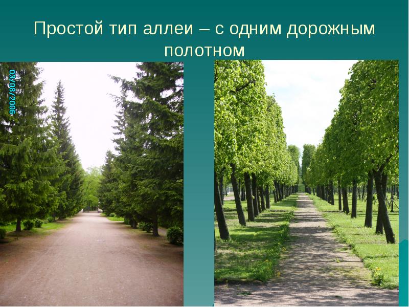 Вдоль аллеи росло несколько деревьев. Вдоль аллеи росло несколько деревьев