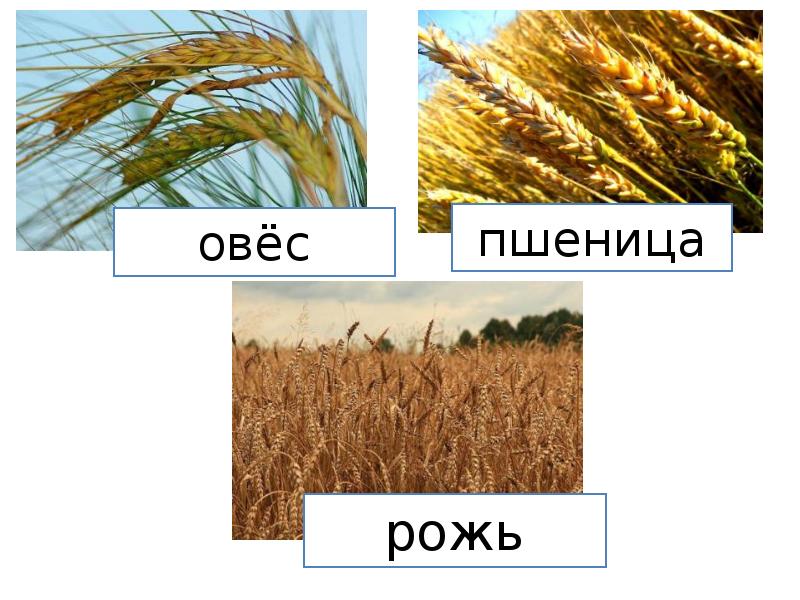 Рожь и пшеница в чем разница фото растения