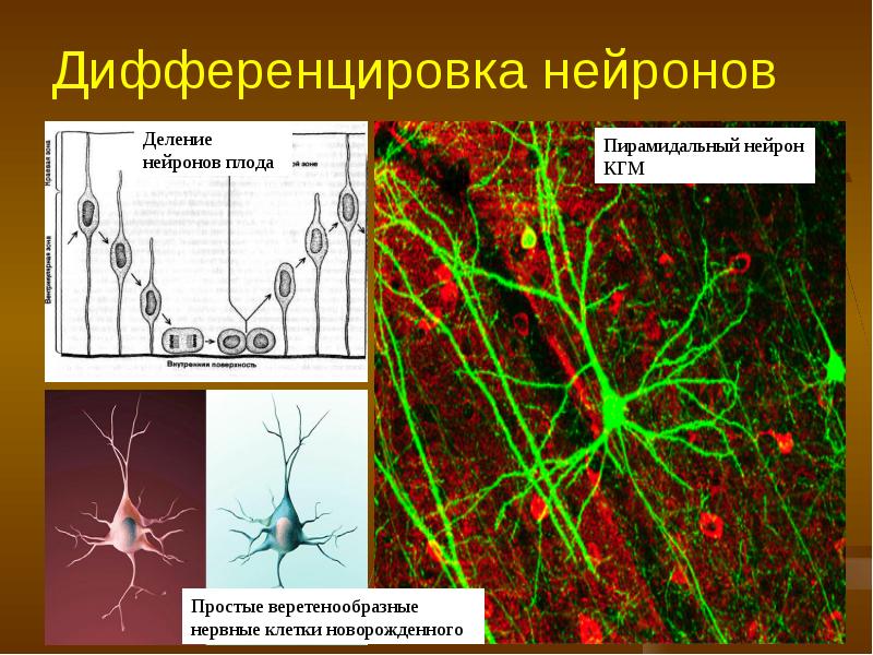 Презентация возрастные особенности нервной системы