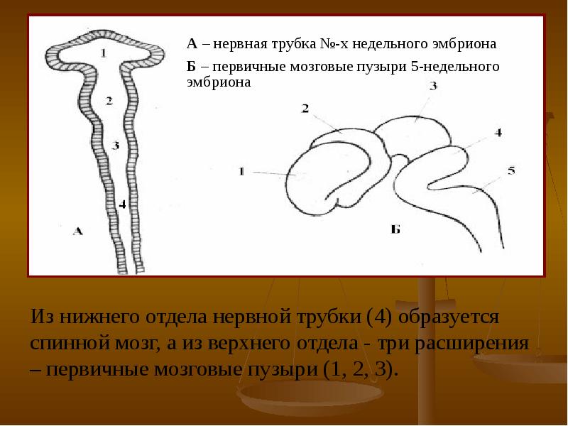 Презентация возрастные особенности нервной системы